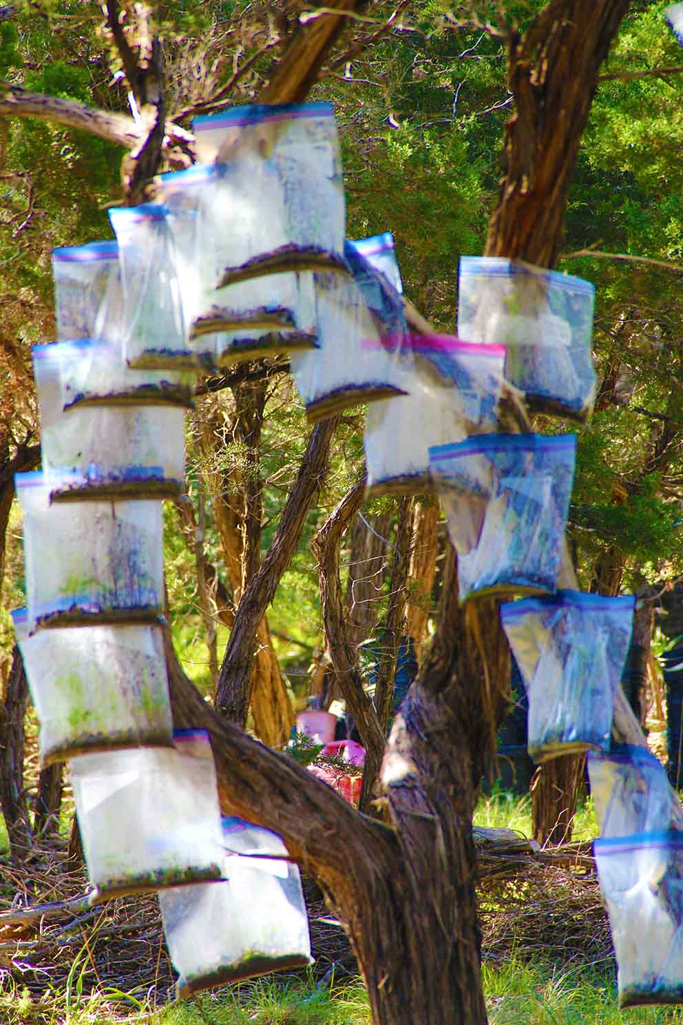 Image with several ziploc bags with living forests inside, invention by austin artist to reforest the world